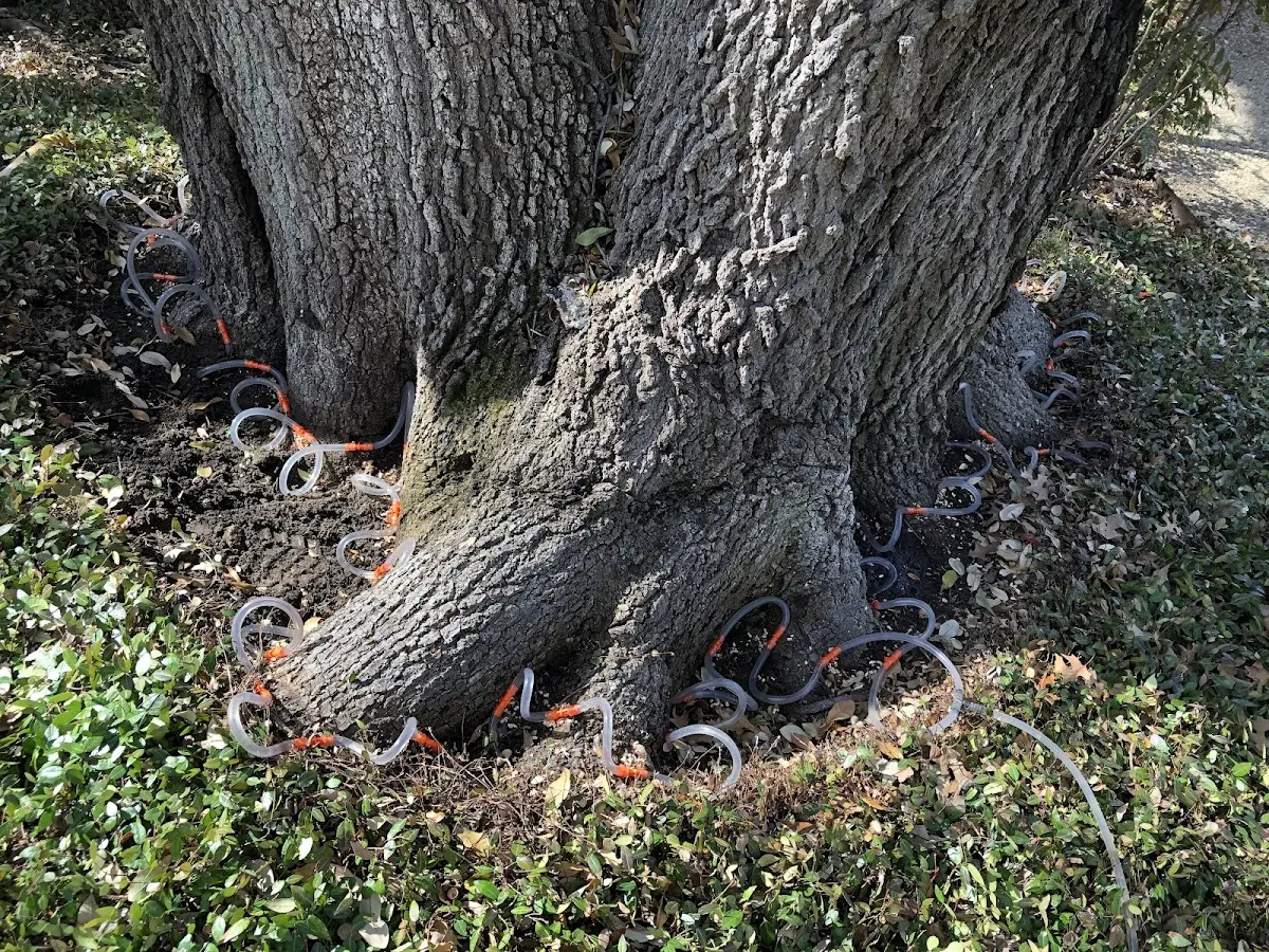 Detailed Tree Cabling and Bracing job site in Walkertown