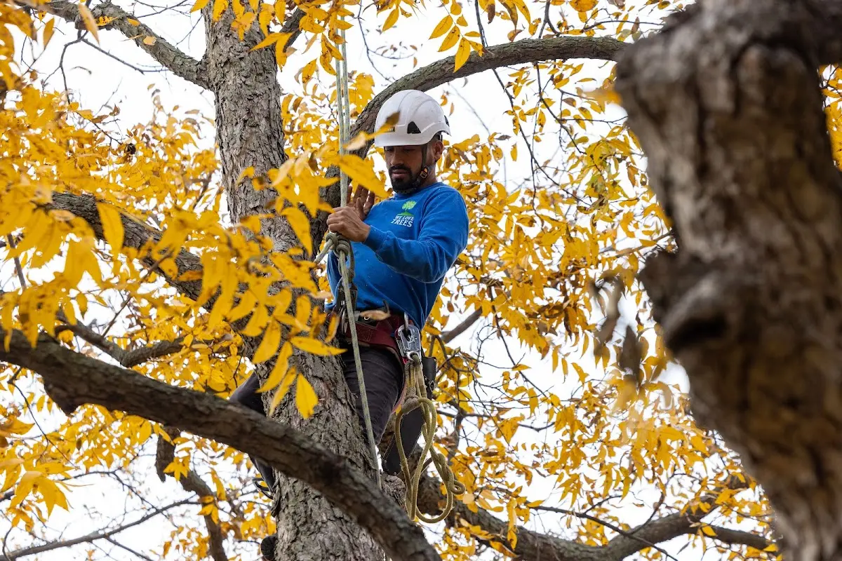 Skilled Tree Pruning crew working in Walkertown